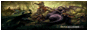 DOTA Турниры